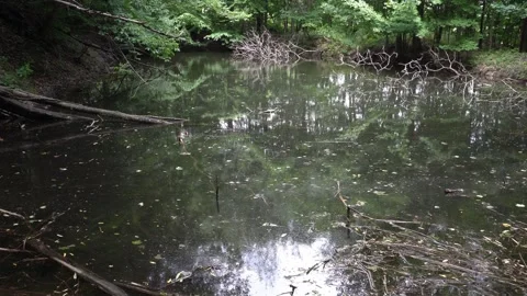 A murky forest pond filled with fallen branches and submerged logs is Stock Footage 335928628