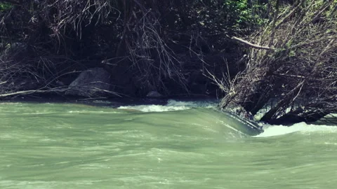 Murky Green Stream Water Rushing Past Forest Tree Roots Stock Footage 338321949