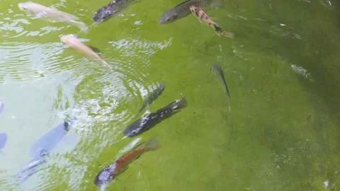 Murky green water filled with tilapia fishes suitable for aquatic agriculture Video stock 332591253
