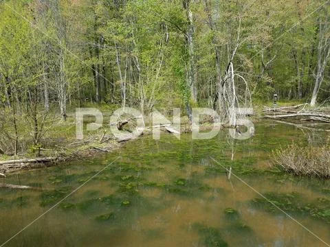 Murky or muddy water in lake or pond with algae and plants Stock Photos