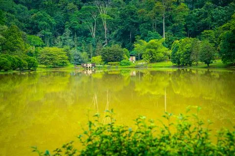 Murky pond Stock Photos