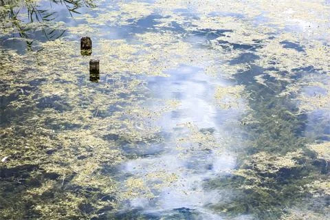 Murky pond water with floating algae and reflections of the sky Stock Photos