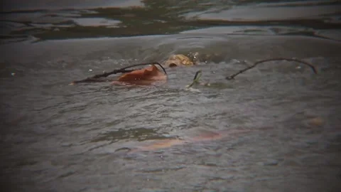 Murky river with dry leafy twigs Stock Footage 310312821