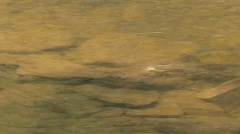 Murky River Rocks 動画素材 11366899