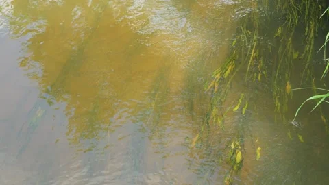 Murky river water flowing over seaweed Stock Footage 337727975