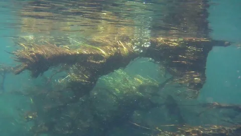 Murky Sunken Tree In A Florida Spring Stock Footage 89355108