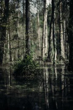 Murky Swamp, Deep in the Woods Stock Photos