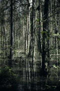 Murky Swamp, Deep in the Woods Stock Photos