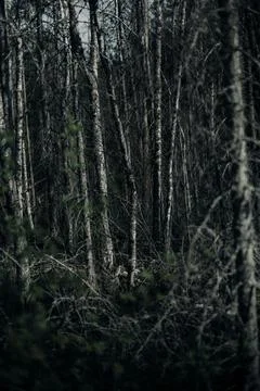 Murky Swamp, Deep in the Woods Stock Photos