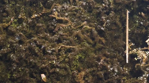 Murky textured underwater view capturing aquatic plants brown algae and small Stock Footage 338035973