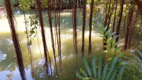 The murky water flows in the forest Stock Footage 296689668