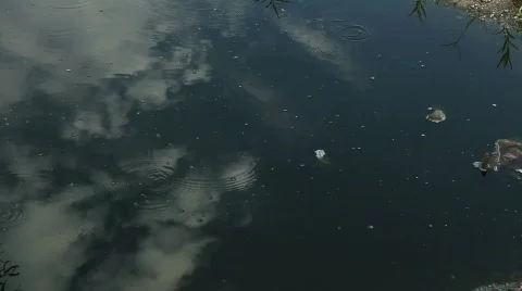 Murky Water Ripples Cloud Reflection Insects Bugs Stock Footage 786802