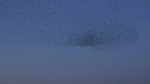 Murmuration of birds flying in large flock on migration evening sky 4K Vidéo 148412557