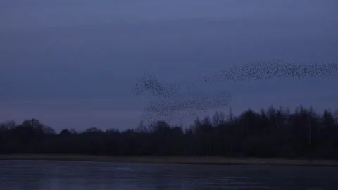 Murmuration of birds flying in large flock on migration evening sky 4K Видео 148412592