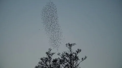 Murmuration flock of starlings birds at sun down wildlife background Stock Footage