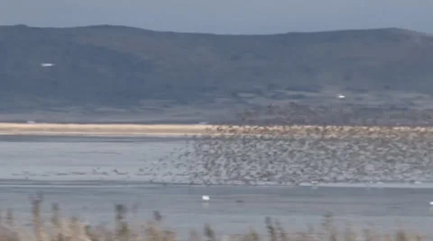 Murmuration Stock Footage 37161120