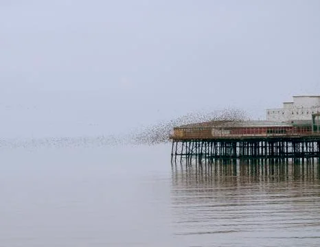 Murmuration Foto stock
