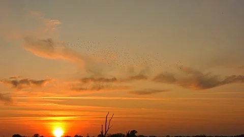 Murmuration of Staring birds at sunset. Stock Footage 119976363
