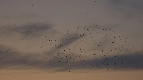 Murmuration of Staring birds at sunset. Stock Footage 120242016