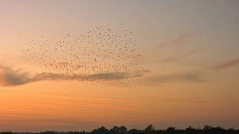 Murmuration of Staring birds at sunset. Slow motion 150fps. Stock Footage 119976990
