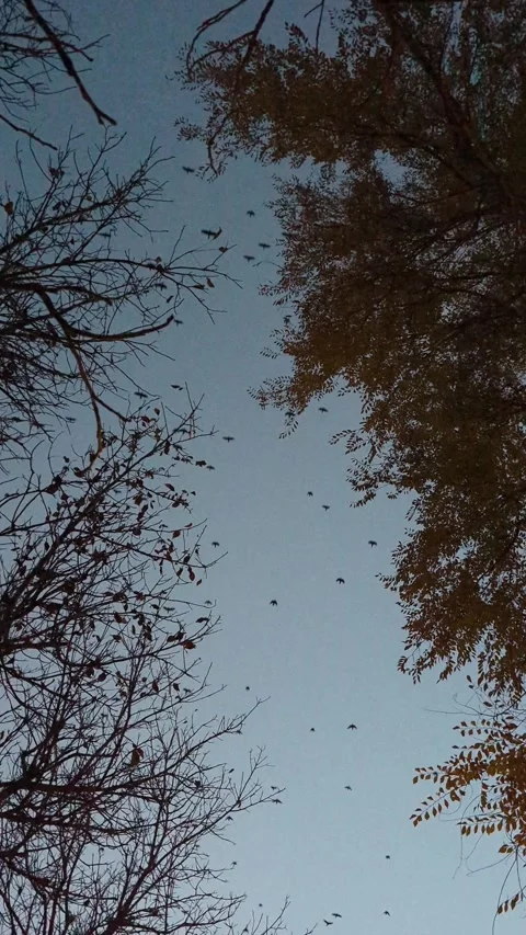 Murmuration of starlings Video stock 295488944