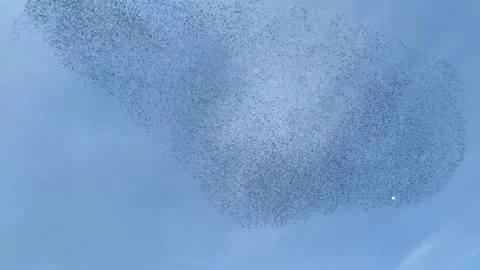 A murmuration of starlings over Gosforth in Newcastle Stock Footage 329748681