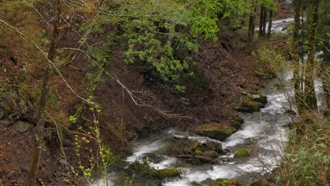 The murmuring of early spring Stock Footage 144721494