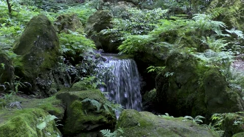 The murmuring of the fresh green of the park Stock Footage 145067918