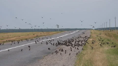 Murmuring a large concentration of birds in a field above the road 2020 Stock Footage 137777638