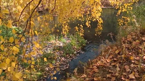 A murmuring stream in a birch forest Stock Footage 228051668