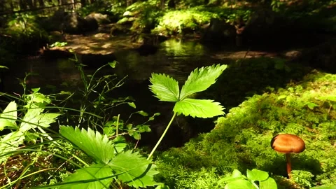 Murmuring streamlet passing by a sunny green spot with a mushroom Stock Footage 139532523