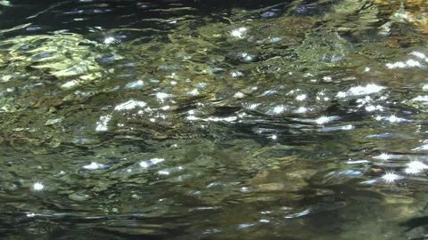 The murmuring of the thaw water in early spring Stock Footage 144591833