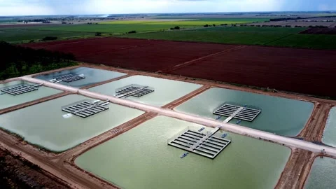 Murray Cod Fish Farm Stock Footage 161859995