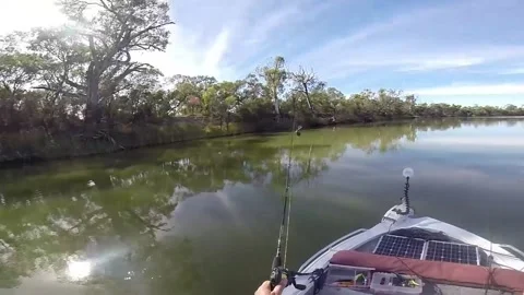 Murray Cod Swallows Large duck 2015, Mildura Victoria, Australia - 01 Jan 1970 Stock Footage 205377703