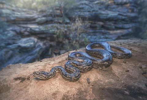 Murray Darling carpet python (Morelia spilota metcalfei) on rocks by a river, Stock Photos