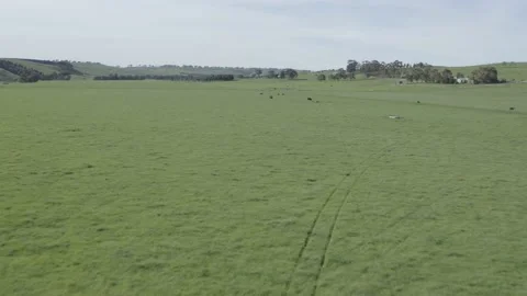 Murray grey and angus cattle in australia Stock Footage 139955381