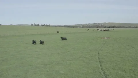 Murray grey and angus cattle in australia Stock Footage 139955391