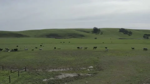 Murray grey and angus cattle in australia Stock Footage 139967033