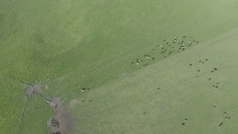 Murray grey and angus cattle in australia 库存影片 139967076