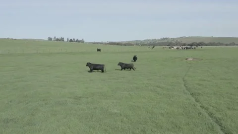 Murray grey and angus cattle in australia 库存影片 139967153