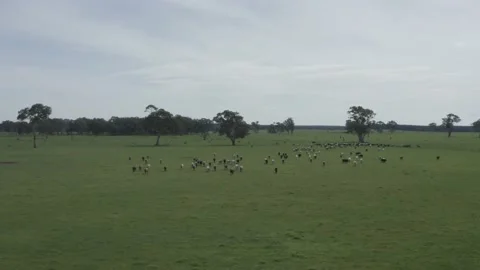 Murray grey and angus cattle in australia 库存影片 139967253