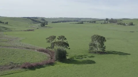 Murray grey and angus cattle in australia 库存影片 139967293