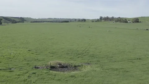 Murray grey and angus cattle in australia 库存影片 139967358