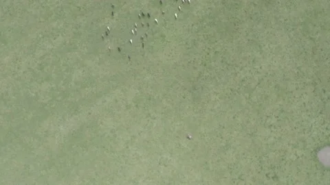 Murray grey and angus cattle in australia 库存影片 139967581