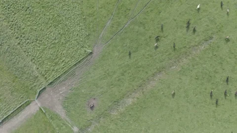 Murray grey and angus cattle in australia 库存影片 139968481