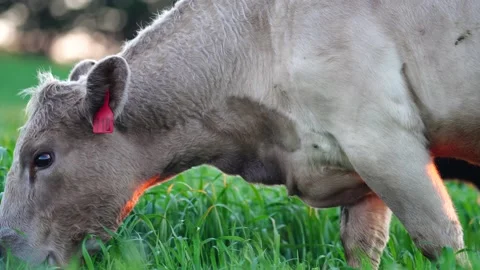 Murray grey and angus cattle in australia 库存影片 157757998