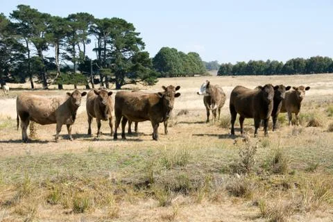 Murray grey cattle Foto stock