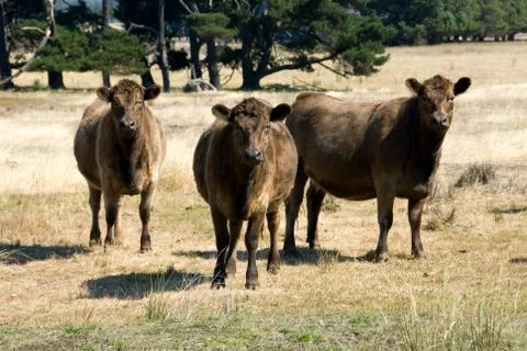 Murray grey cattle Stock Photos