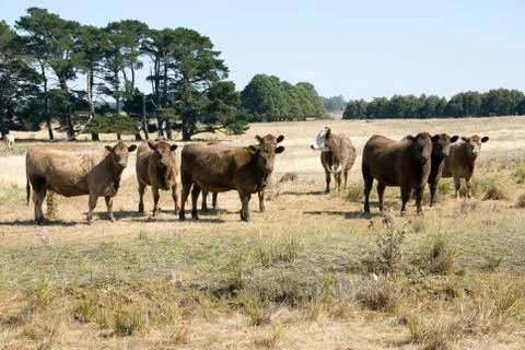 Murray Grey Cattle Stock Photos