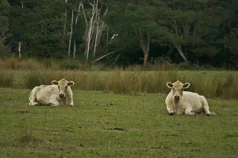 Murray Grey Cattle Stock Photos